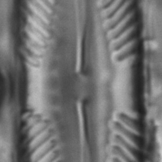 Pinnularia lunata LM6