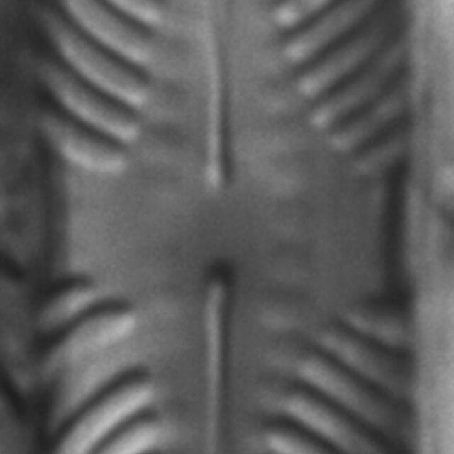 Pinnularia lunata LM7