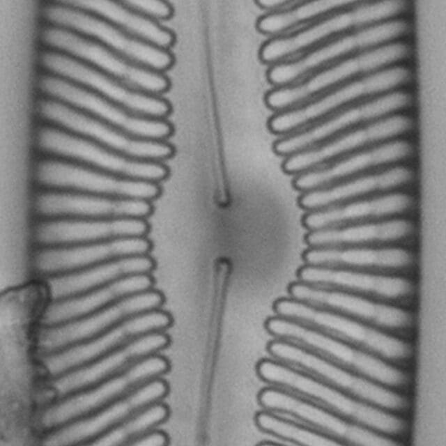 Pinnularia nobilis ANSP BOY738 66