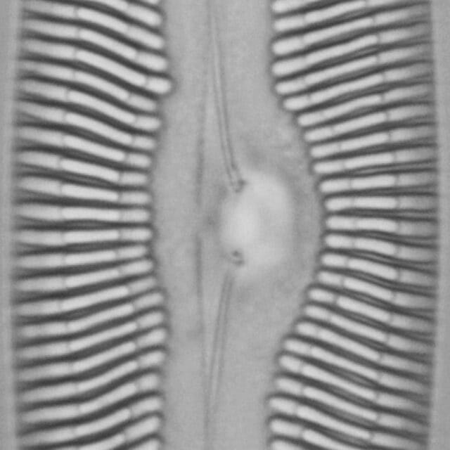 Pinnularia nobilis ANSP BOY738 71