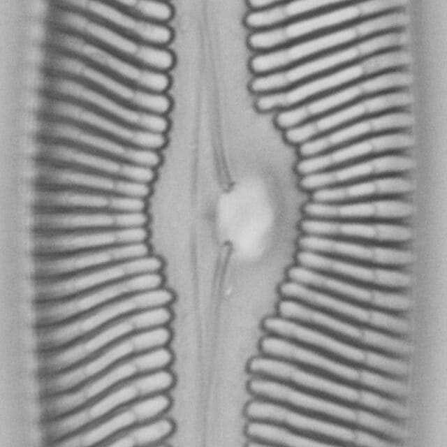 Pinnularia nobilis ANSP BOY738 85