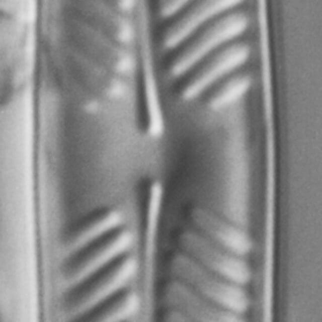 Pinnularia perinterrupta LM1