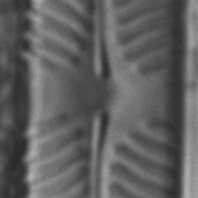 Pinnularia perinterrupta LM4