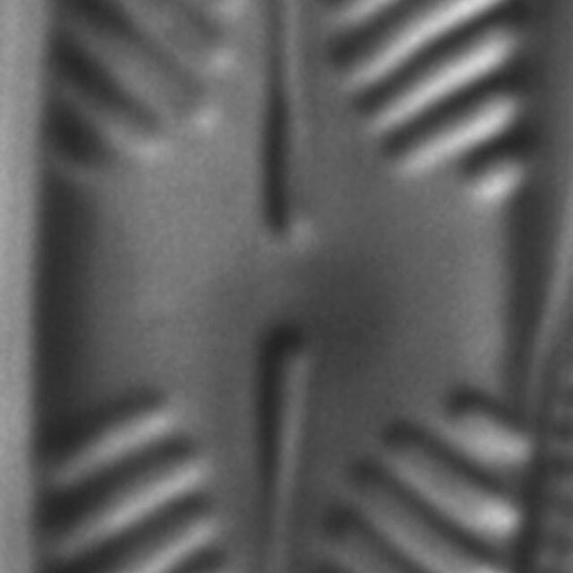 Pinnularia perinterrupta LM5