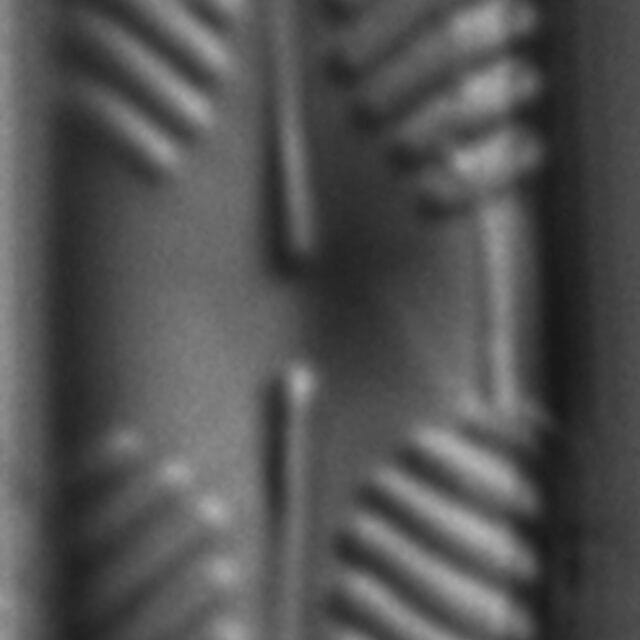 Pinnularia perinterrupta LM6