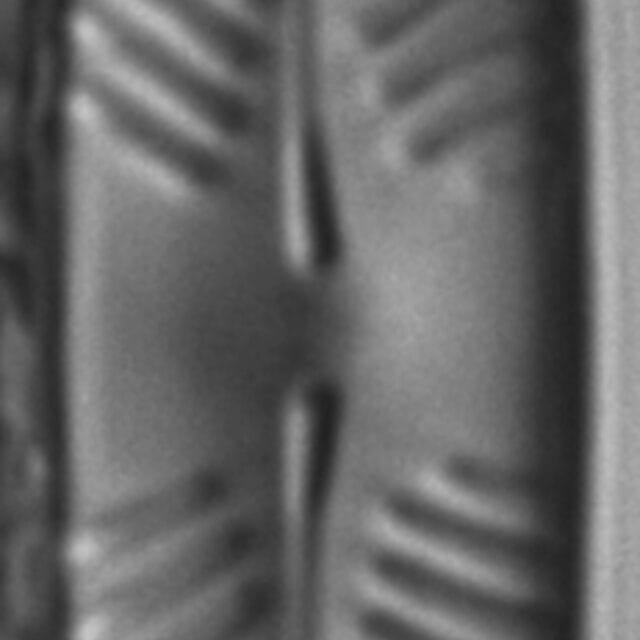 Pinnularia perinterrupta LM7