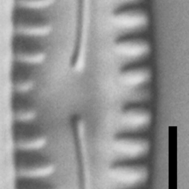 Pinnularia pseudoparva LM1