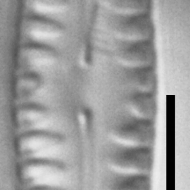 Pinnularia pseudoparva LM2