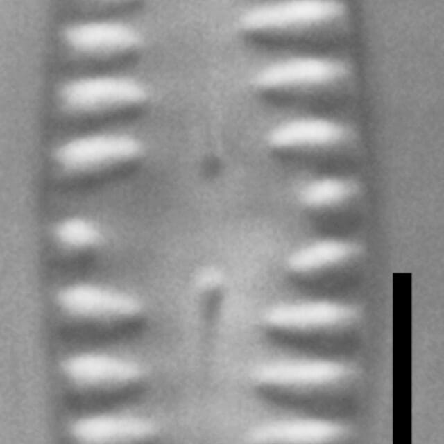 Pinnularia pseudoparva LM3