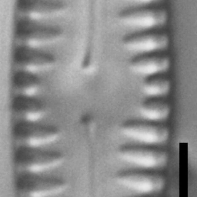 Pinnularia pseudoparva LM4