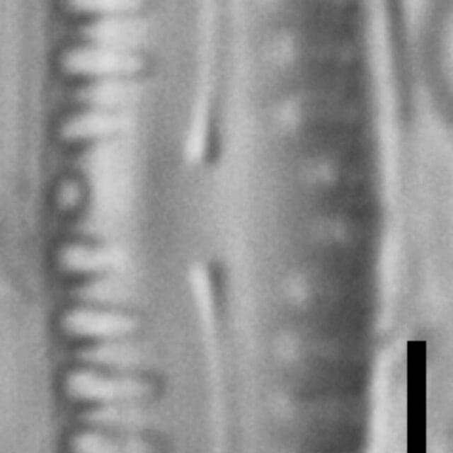 Pinnularia pseudoparva LM5