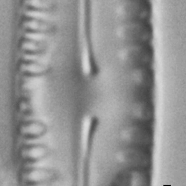 Pinnularia pseudoparva LM6