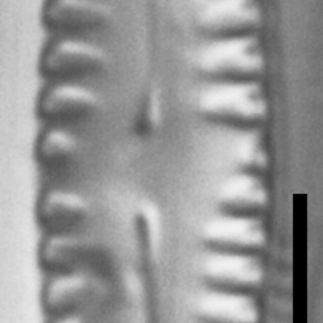Pinnularia pseudoparva LM7