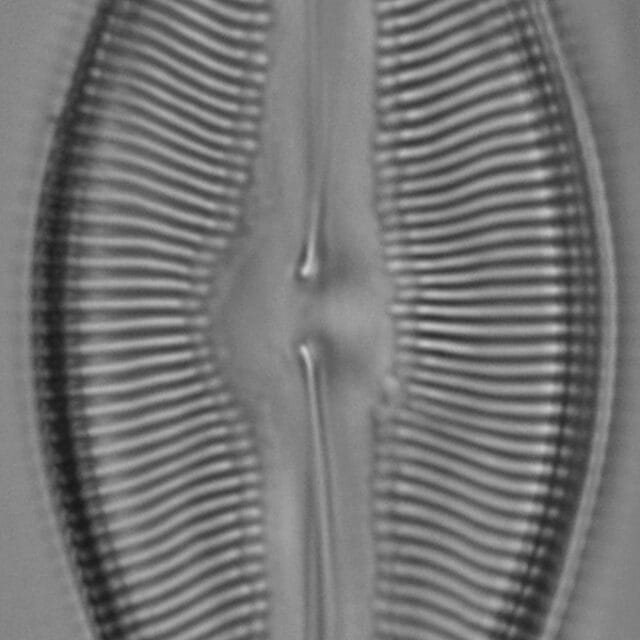 Pinnularia pulchella ANSP BOY426 10