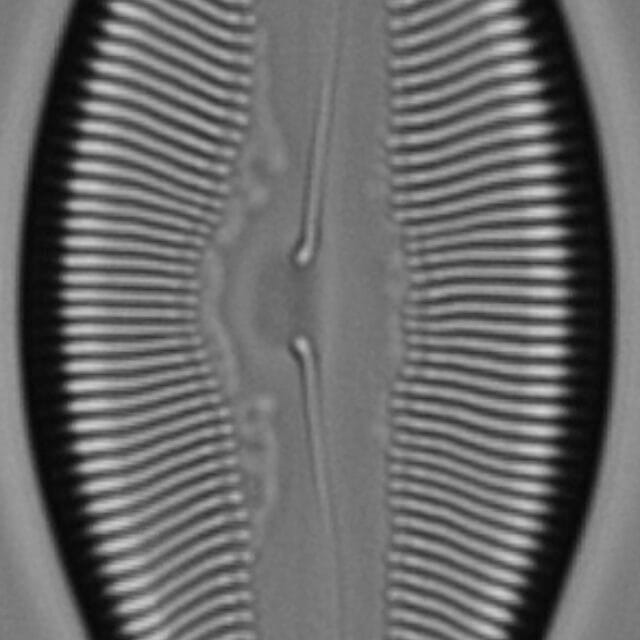 Pinnularia pulchella ANSP BOY426 12