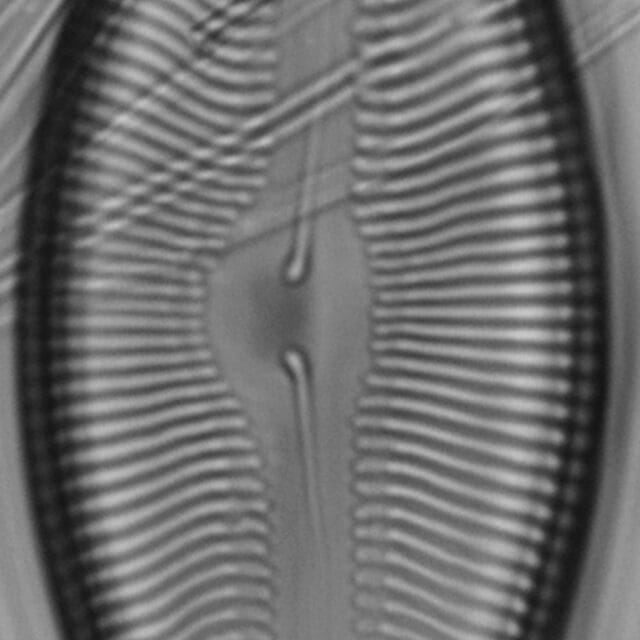 Pinnularia pulchella ANSP BOY426 2