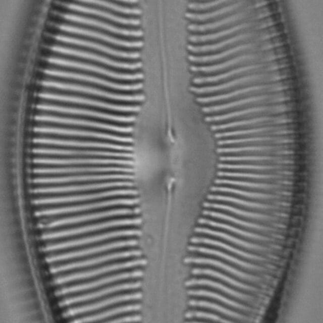 Pinnularia pulchella ANSP BOY426 6