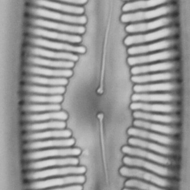 Pinnularia rexlowei LM2