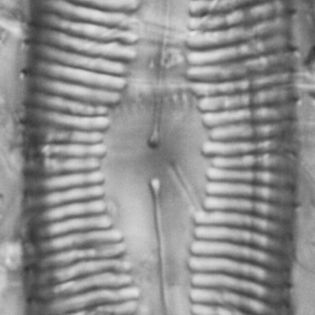 Pinnularia rexlowei LM6