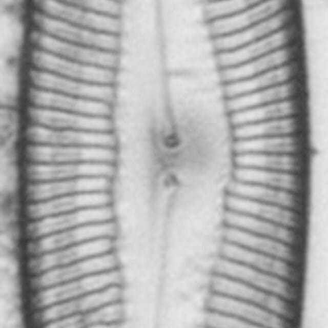 Pinnularia rexlowei LM5