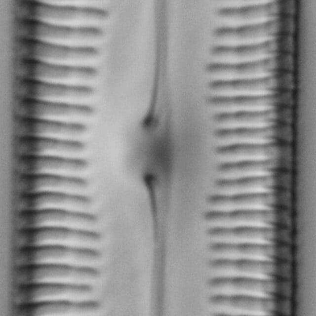 Pinnularia socialis LM1