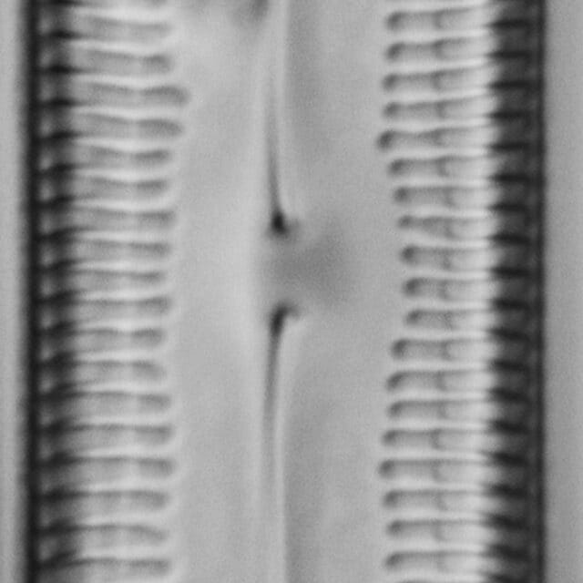 Pinnularia socialis LM2