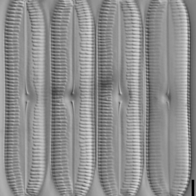 Pinnularia socialis LM4