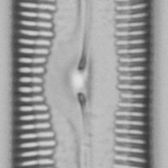 Pinnularia socialis LM7