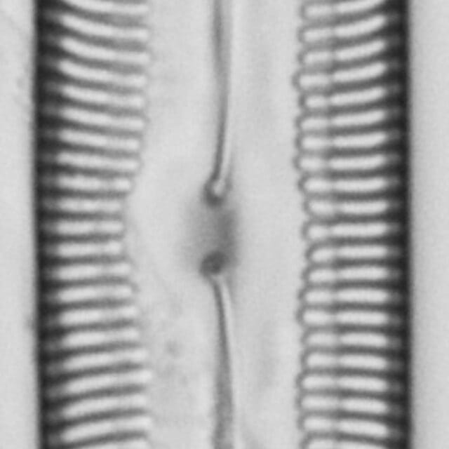 Pinnularia socialis LM6
