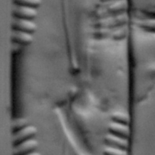 Pinnularia subgibba var undulata LM4