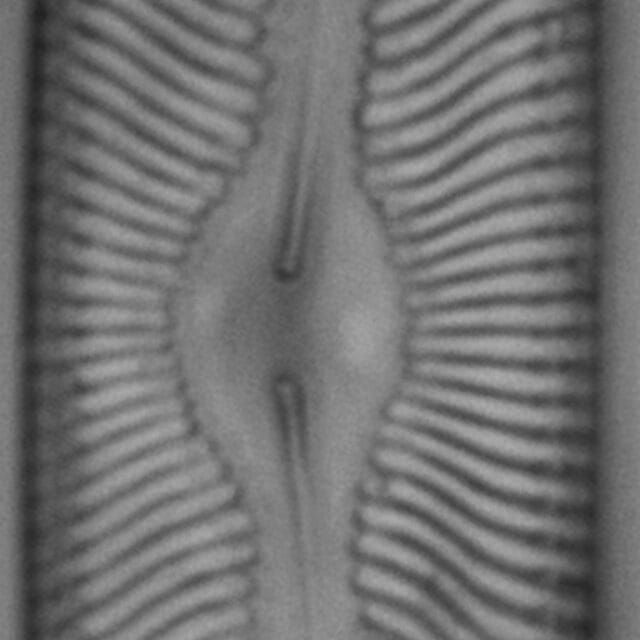 Pinnularia torta LM4