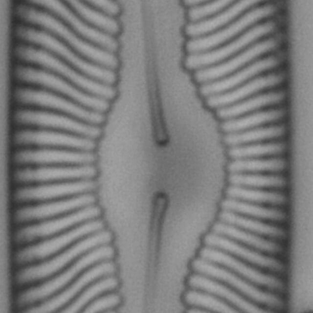 Pinnularia torta ANSP BOY738 74