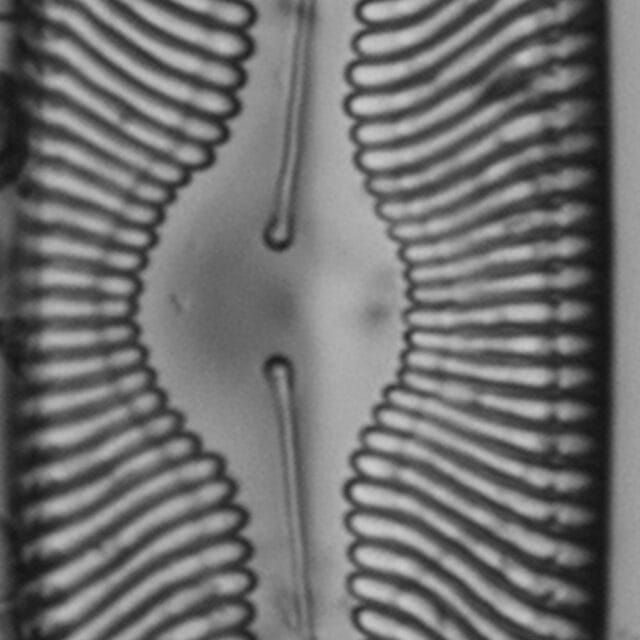 Pinnularia torta LM7