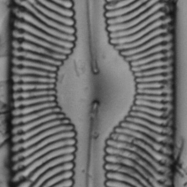 Pinnularia torta LM3