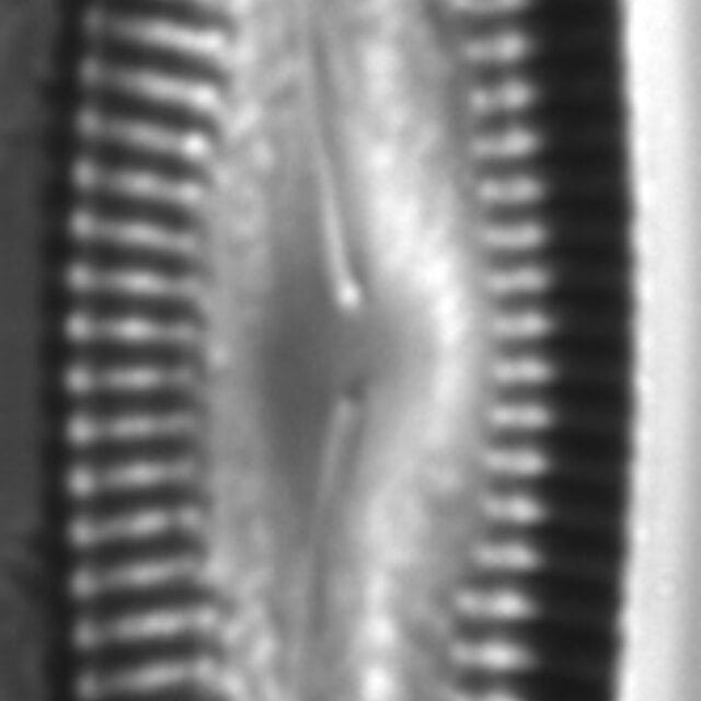 Pinnularia acrosphaeria LM4