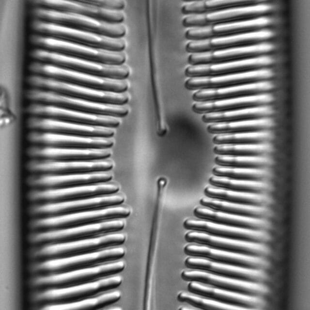 Pinnularia gigas LM2