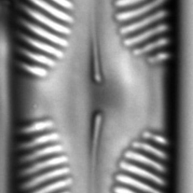 Pinnularia rhombarea LM6
