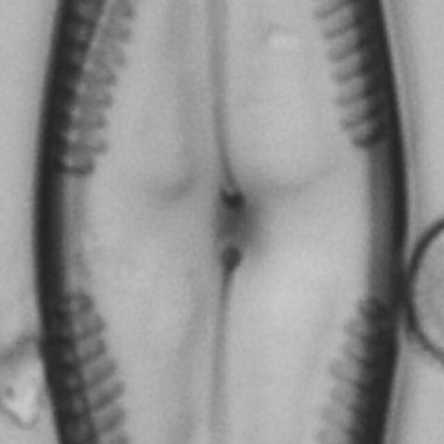 Pinnularia clericii LM6