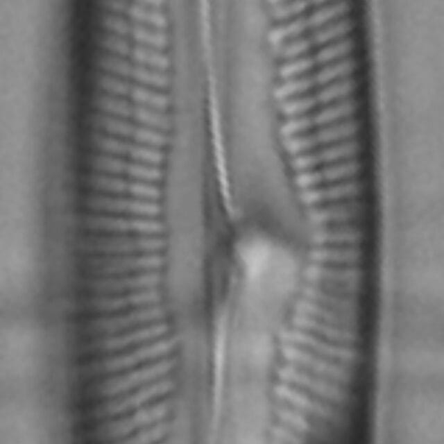 Pinnularis transversa ANSP GC2213 1