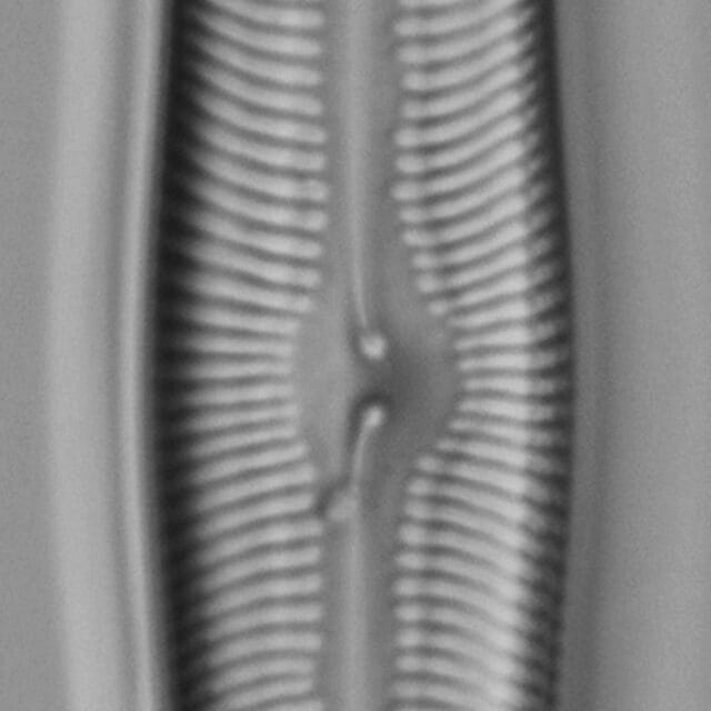 Pinularia bihastata LM4