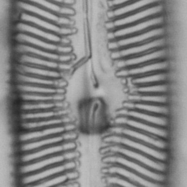 Pinularia bihastata LM2