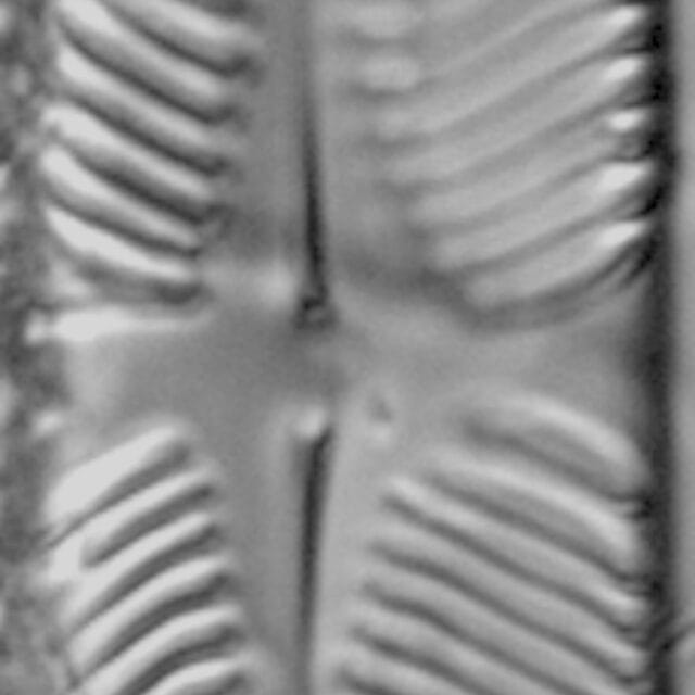 Pinularia wisconsinensis LM5