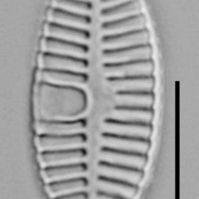 Planothidium Sheathii Lm02