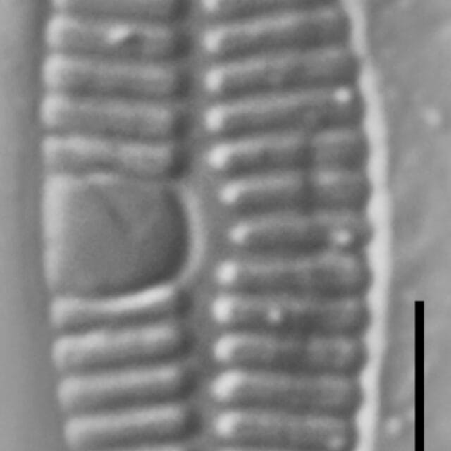 Planothidium Incuriatum LM2