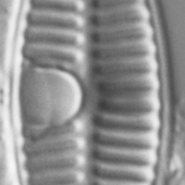 Planothidium Incuriatum LM3