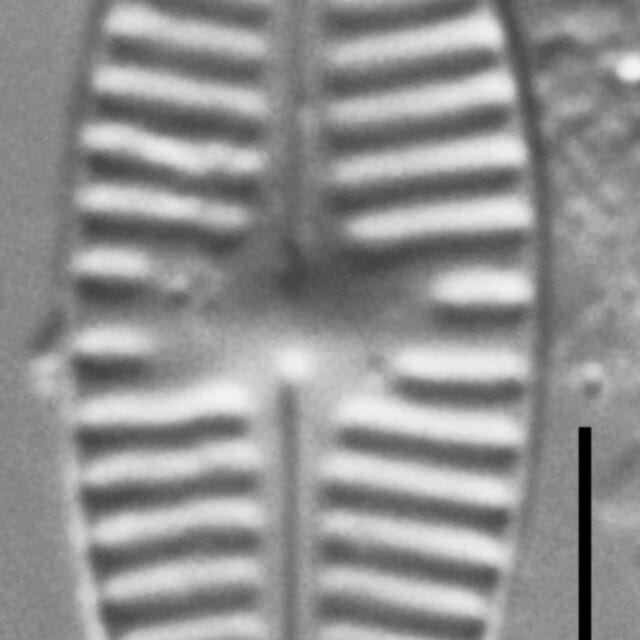 Planothidium Incuriatum Gc110451A 6A