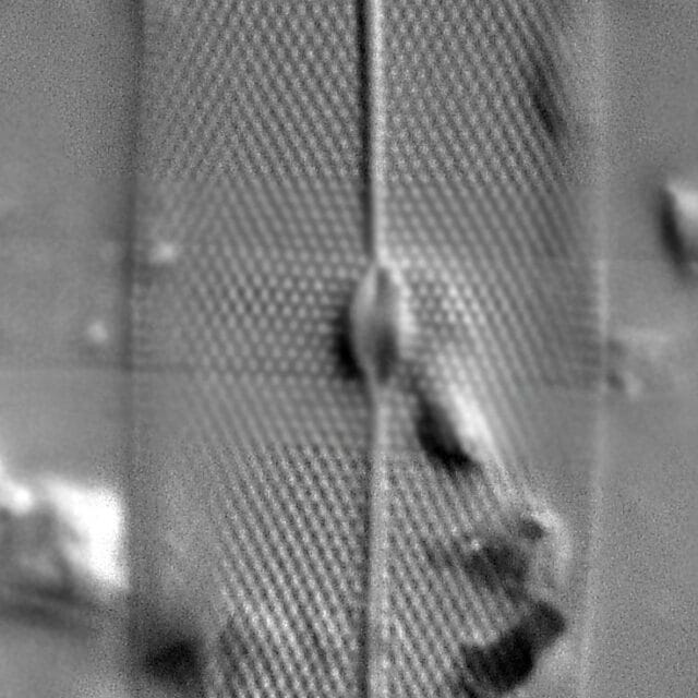 Pleurosigma Delicatulum Lm7 Maybe