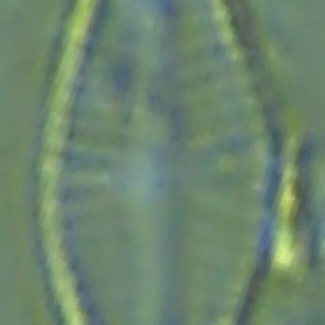 Preview Snapshot all18crop