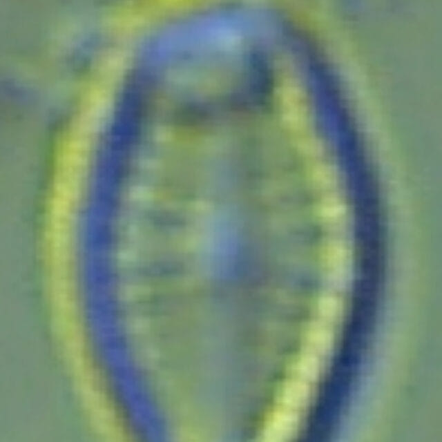 Preview Snapshot all204crop