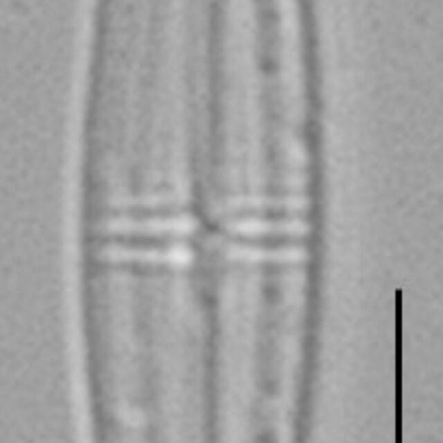 Proschkinia Browderiana Lm6